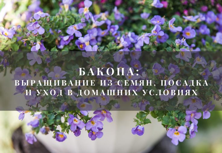 Бакопа