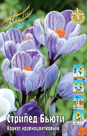 Крокус Стрипед Бьюти Crocus Striped Beauty 7/8 5шт, капер, Колорлайн