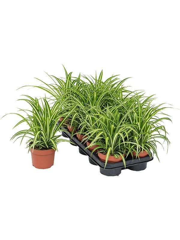 Хлорофитум хохлатый Chlorophytum comosum б/я — комнатное растение ...