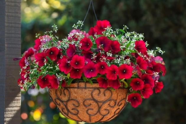 ПЕТУНИЯ ИЗИ ВЕЙВ F1 - эксклюзивная серия от Дарит