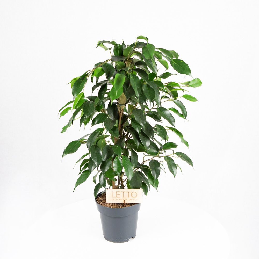 Фикус Бенджамина Даниэль Ficus benjamina Danielle 55/14 — комнатное ...