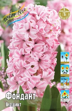 Гиацинт Фондант Hyacinthus Fondant 14/15 3шт, капер, Колорлайн