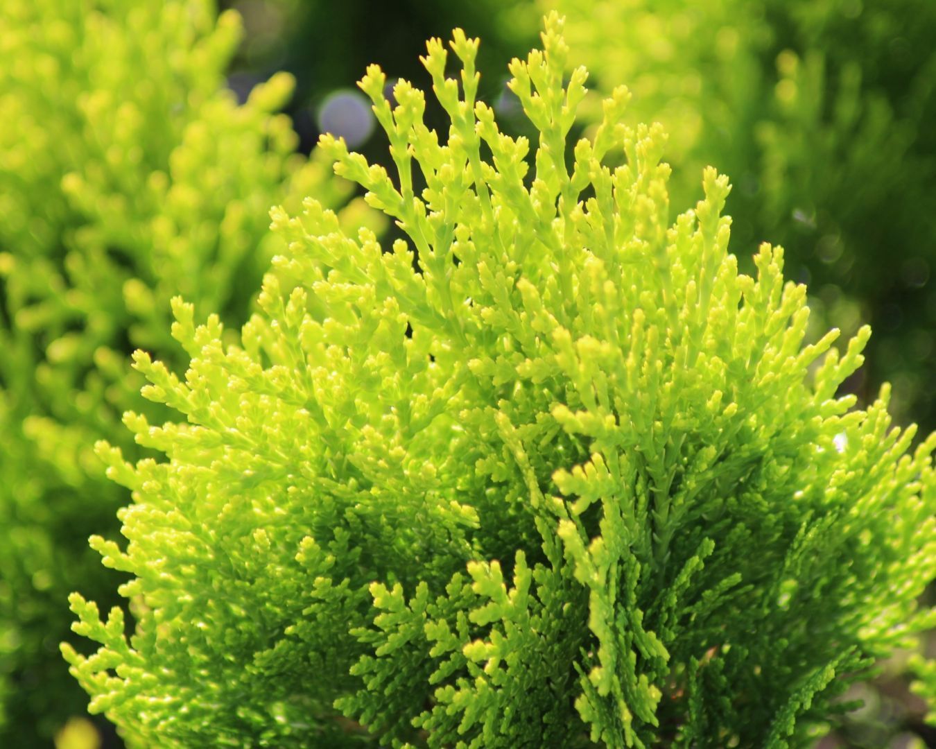 Туя восточная Ауреа Нана Thuja orientalis Aurea Nana 10л (ЗК) — саженцы ...