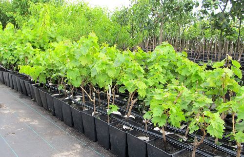 Виноград в ассортименте, контейнер 2л/3л