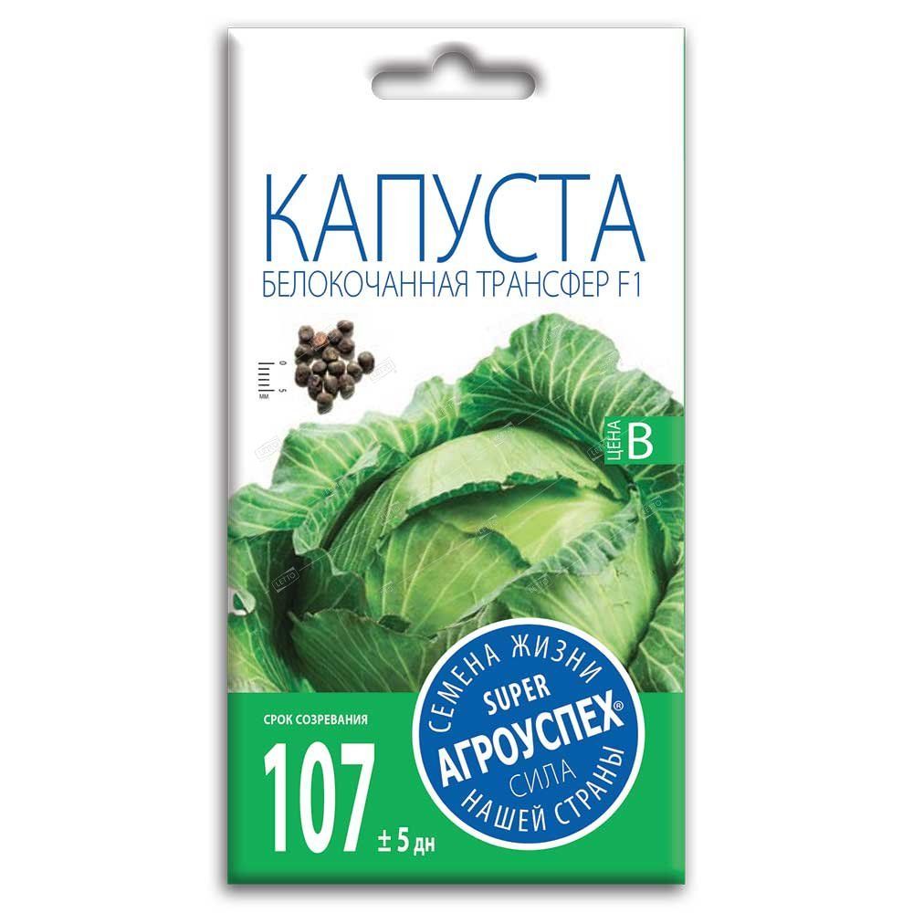 Капуста Трансфер Описание Сорта Фото Отзывы Капуста Трансфер Описание Сорта Фото Отзывы