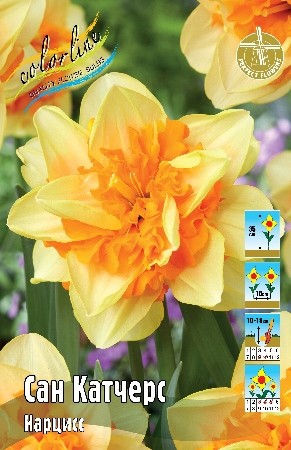 Нарцисс Сан Катчерс Narcissus Suncatcher 12/14 2шт 