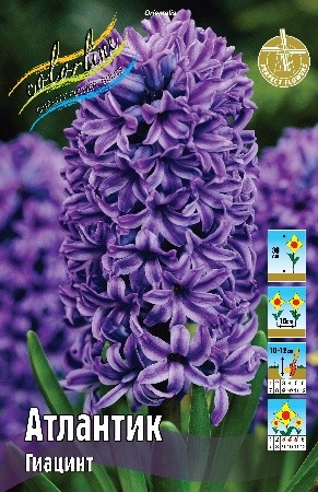 Гиацинт Атлантик Hyacinthus Atlantic 14/15 3шт, капер, Колорлайн