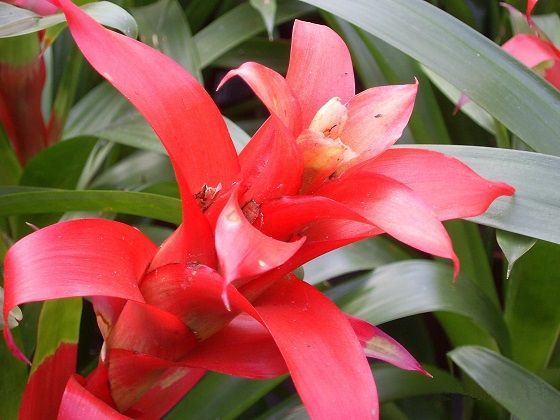 Гузмания - удивительное растение