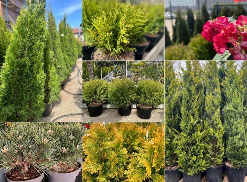 Хвойные прекрасны в любое время года!