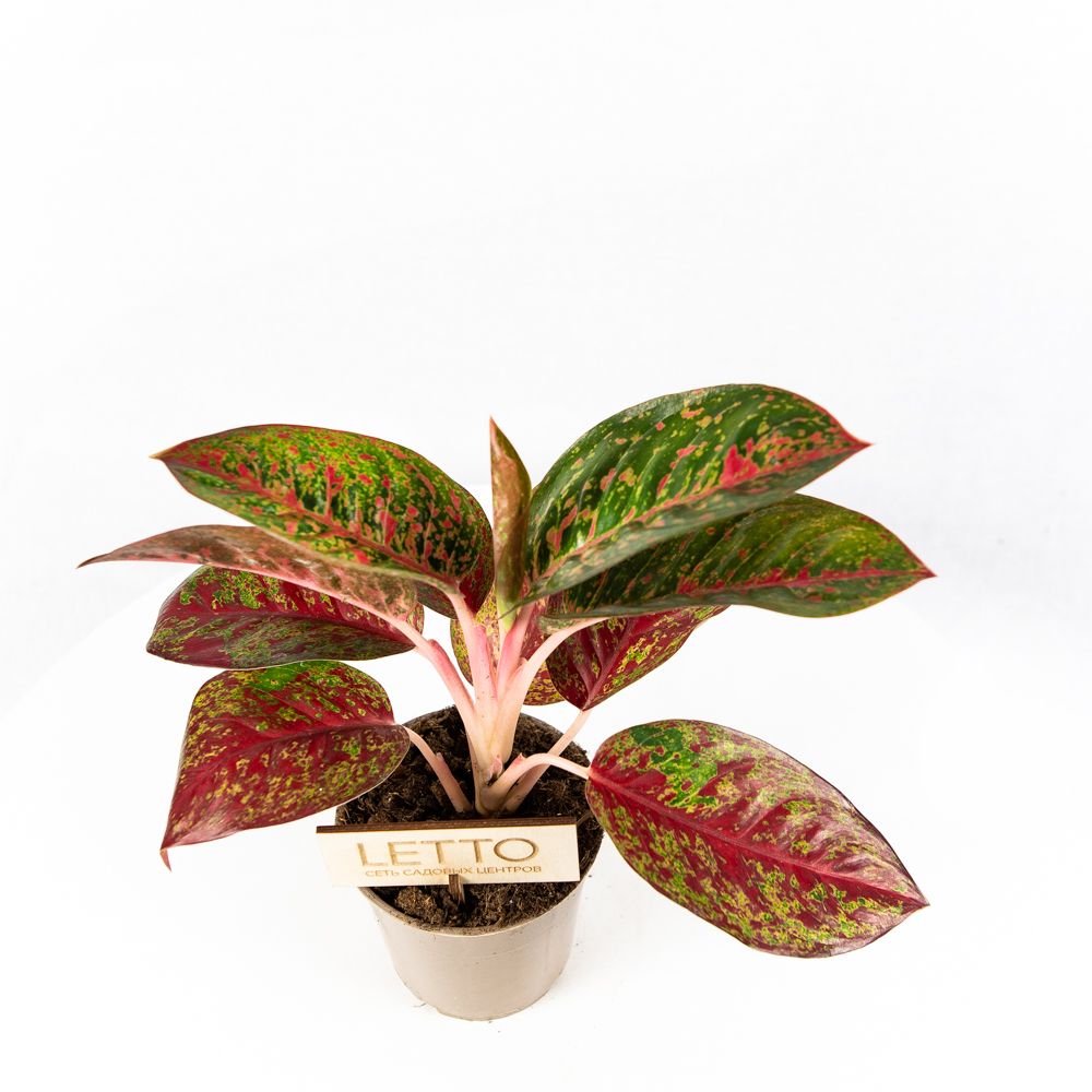 Аглаонема Дарк Стар Aglaonema Dark Star 35/12 (Н) — комнатное растение ...
