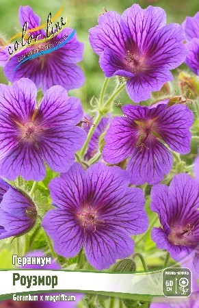 Гераниум Роузмор Geranium Rosemoor I 1шт, капер, Колорлайн