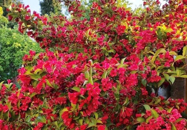 Вестник тепла-цветущая Вейгела!