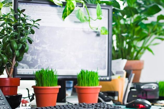 Почему в офисе обязательно должны быть комнатные растения?