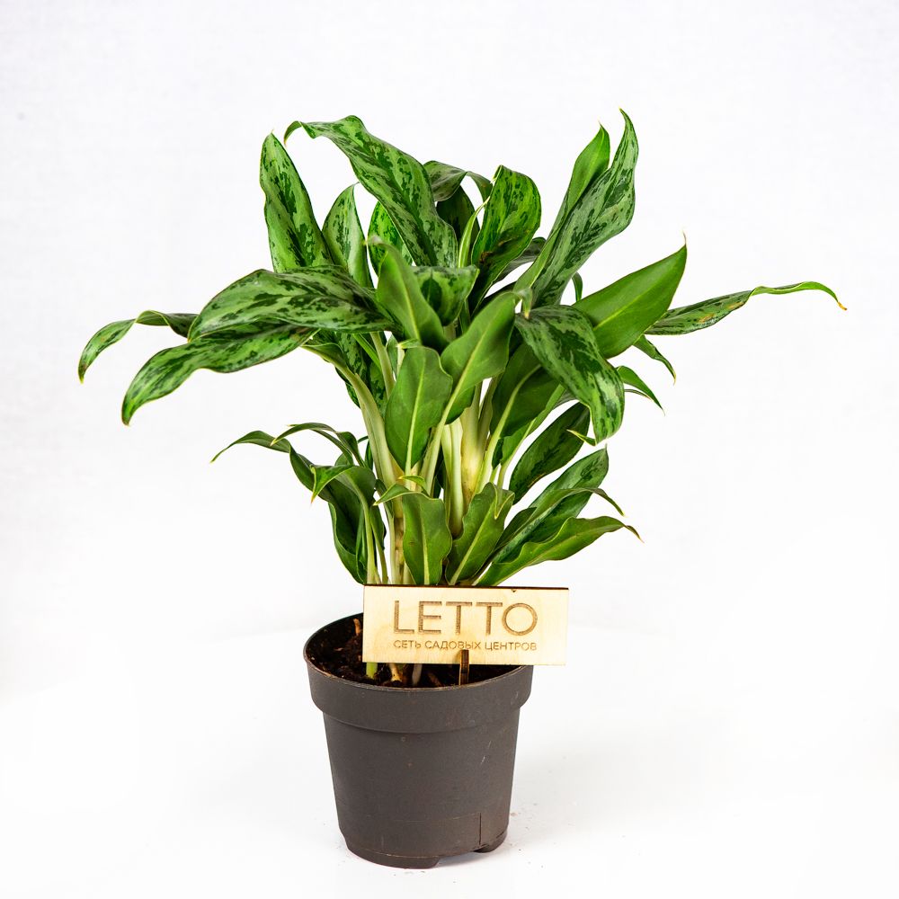 Аглаонема микс Aglaonema mix 30/12 (Н) — комнатное растение купить в ...