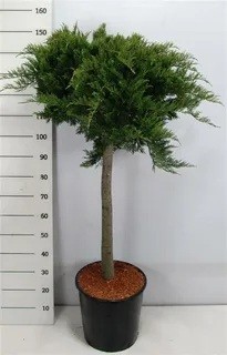 Можжевельник казацкий Tamariscifolia ШТАМБ Juniperus sabina 160/38