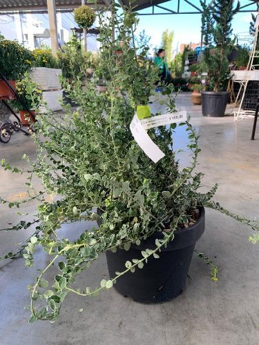 Ескі шашты секс фотосуреттері