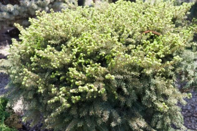 Ель Нидиформис - удивительной формы кустарник, напоминающий подушку или гнездо.