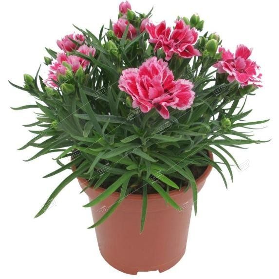 Гвоздика турецкая Dianthus barbatus /17 — цена в LETTO