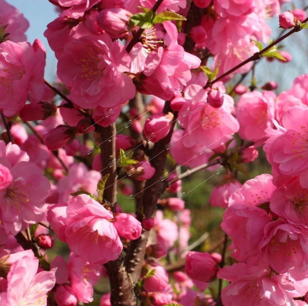 миндаль горький индийский. миндаль 1 шт. миндаль 1 шт. миндаль. миндаль almond.