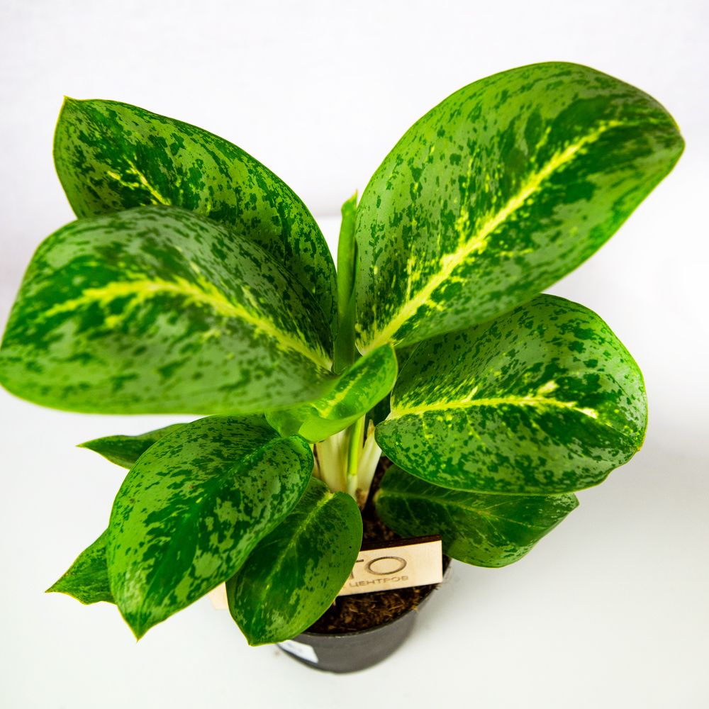 Аглаонема Лемон Минт Aglaonema Lemon Mint 35/12 (Н) — комнатное ...