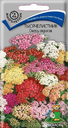 Тысячелистник смесь окрасок, семена Поиск 0,1г