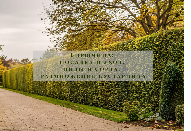 Бирючина (Ligustrum): посадка и уход, виды и сорта, размножение кустарника