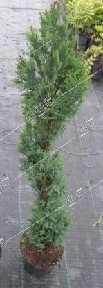 Кипарис Лейланда спираль Cupressocyparis leylandii spirale 9л (И)
