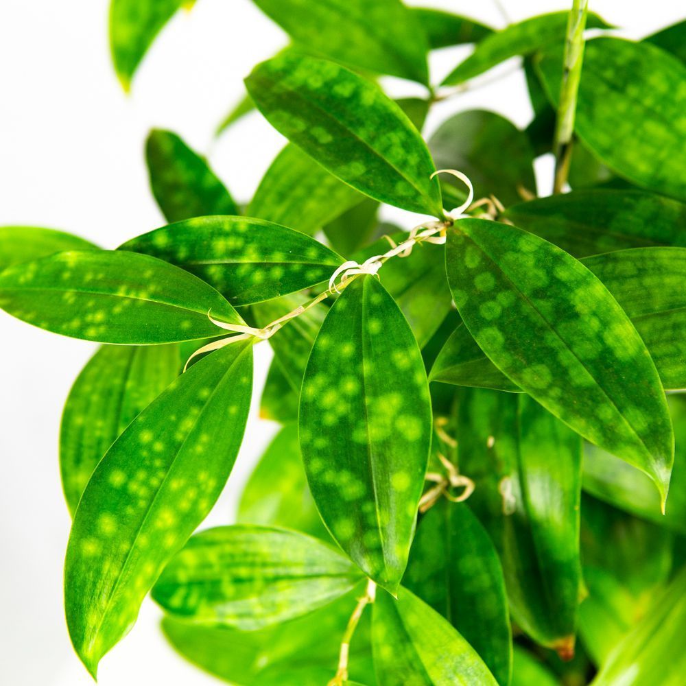 Драцена Годсефа Dracaena surculosa 55/21 — комнатное растение купить в ...
