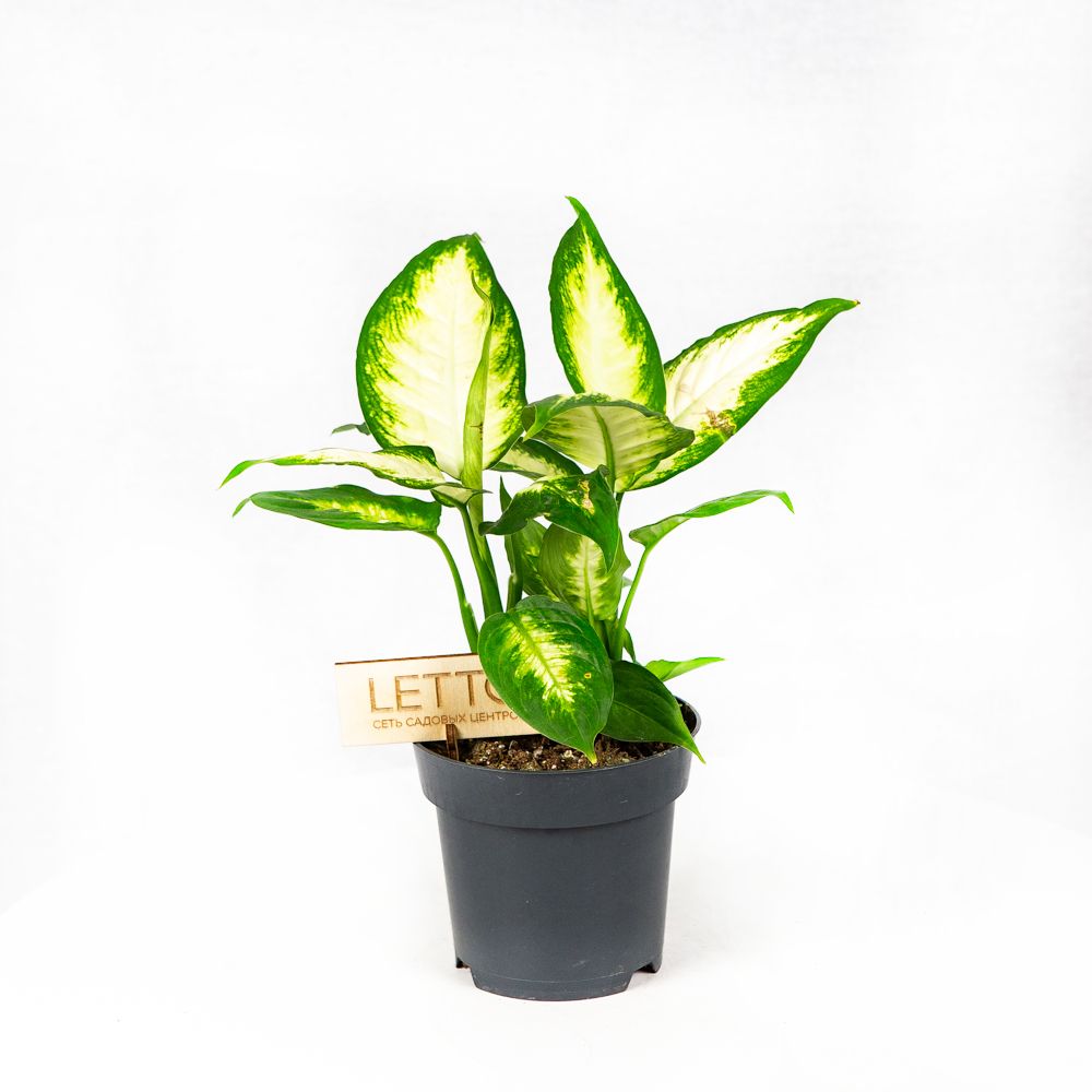 Диффенбахия Камилла Dieffenbachia Camilla 35/14 2рр — комнатное ...