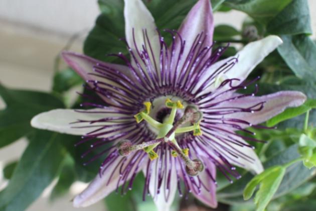 Как вырастить экзотический фрукт на подоконнике?