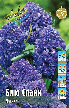 Мускари Блю Спайк Muscari Blue Spike 7/8 5ш, капер, Колорлайн