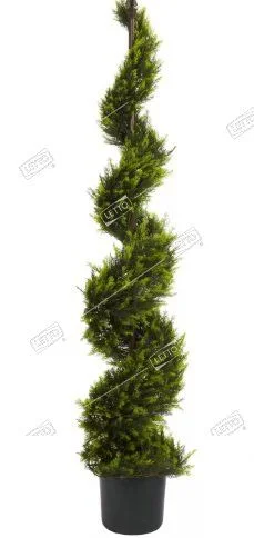 Кипарис Лейланда спираль Cupressocyparis leylandii spirale 14л (И)