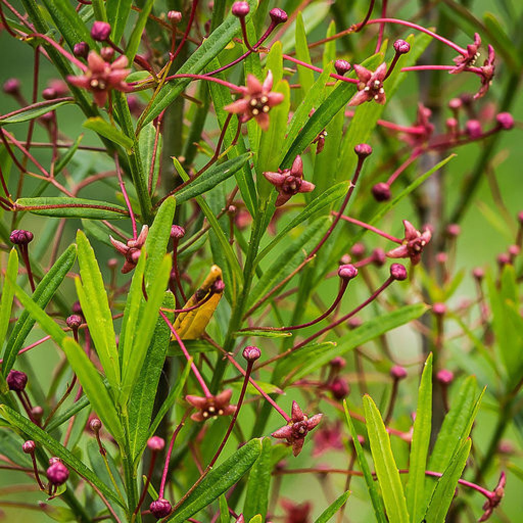 Бересклет карликовый микс 40/50 Euonymus nanus mix 3л — саженцы купить ...