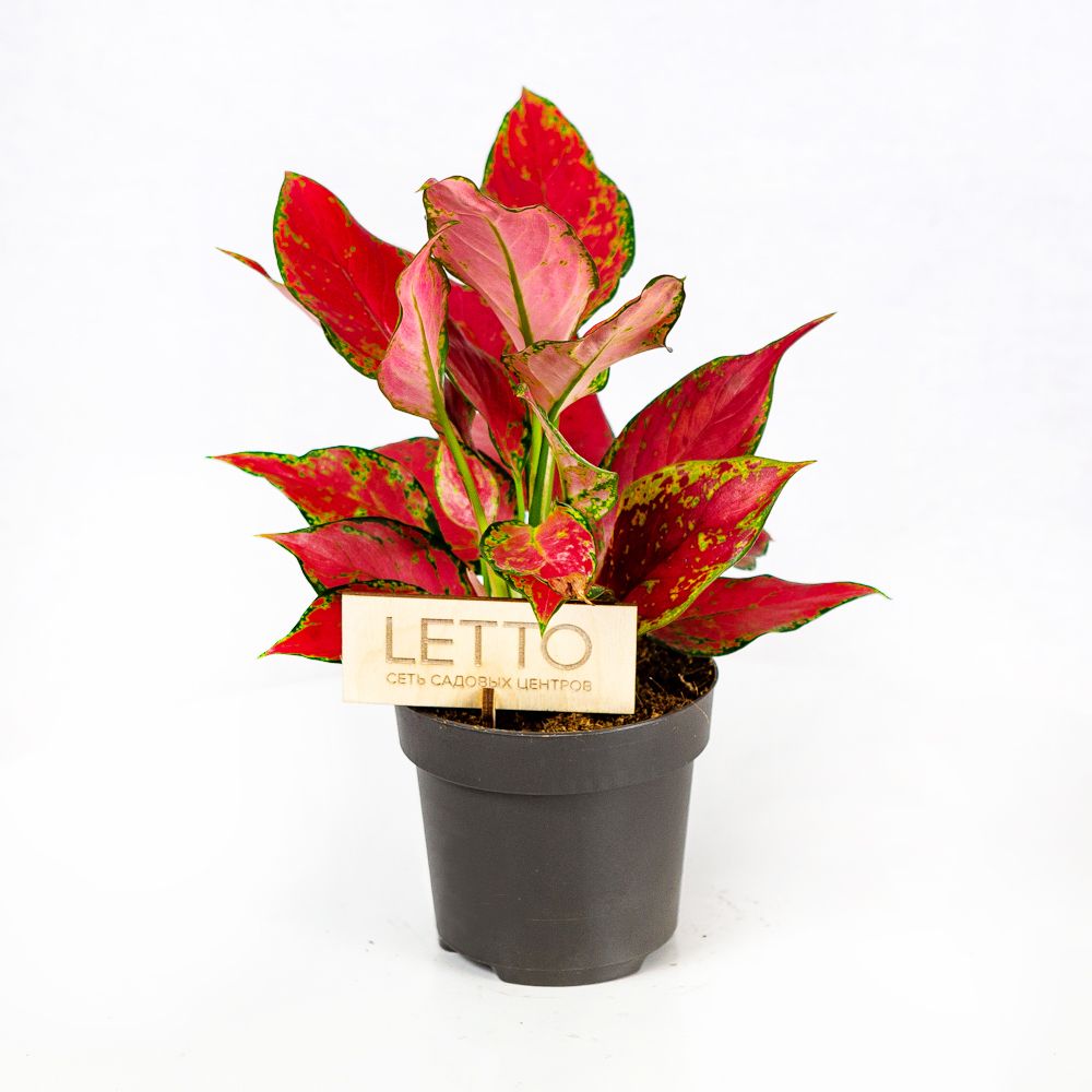 Аглаонема Джангл Ред Aglaonema Jungle Red 40/12 (Н) — комнатное ...