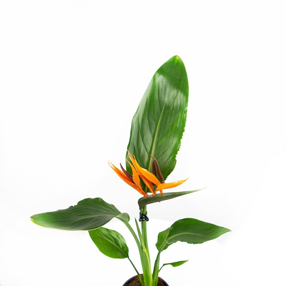 Стрелиция королевская Strelitzia reginae 40/12 — комнатное растение ...
