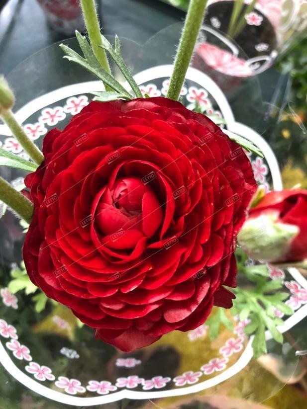 Лютик азиатский Ranunculus asiaticus /10,5 — саженцы купить в интернет ...