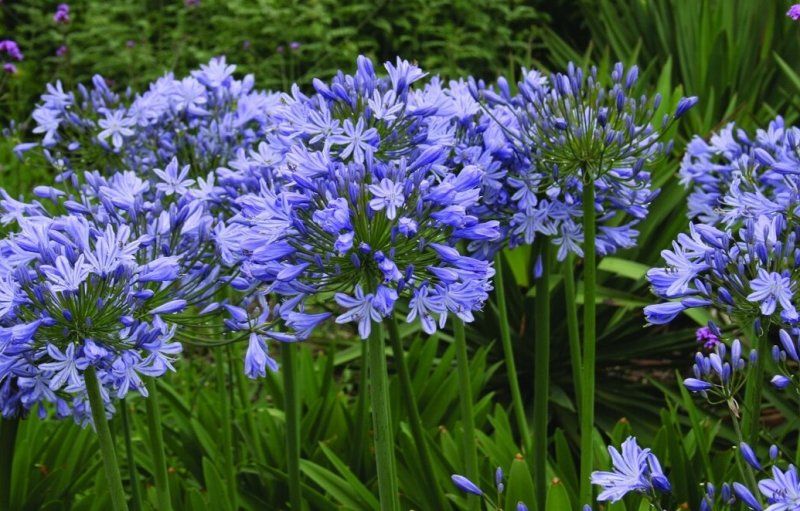 Агапантус: уход в домашних условиях, пересадка и размножение, виды