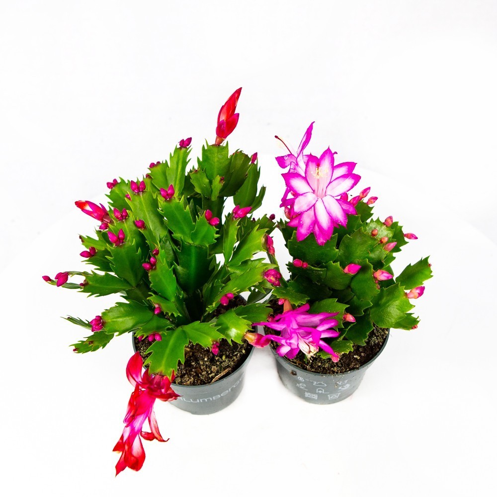 Шлюмбергера микс Schlumbergera mix 20/10,5 — комнатное растение купить ...