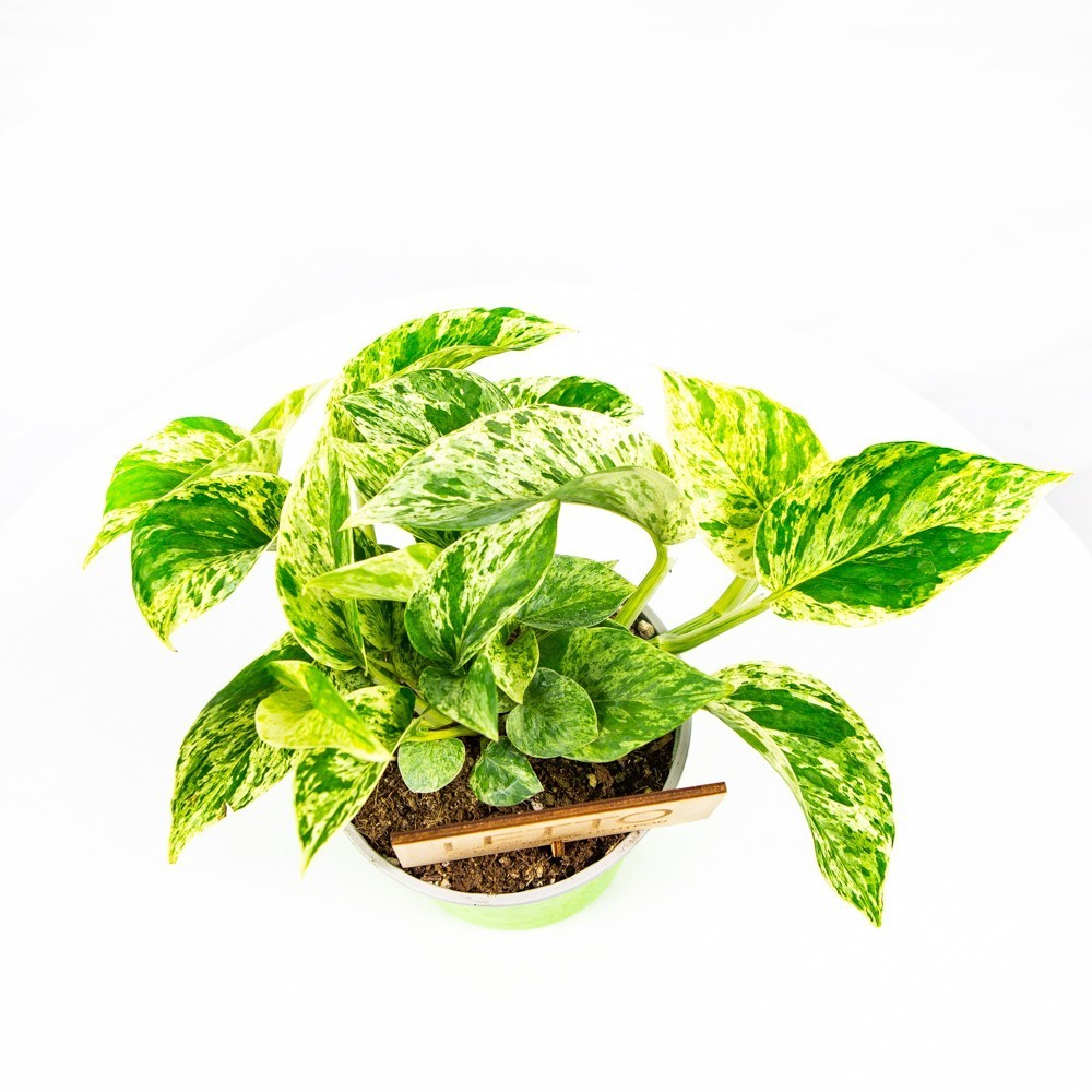 Эпипремнум Lemon Lime /13 — комнатное растение купить в интернет ...