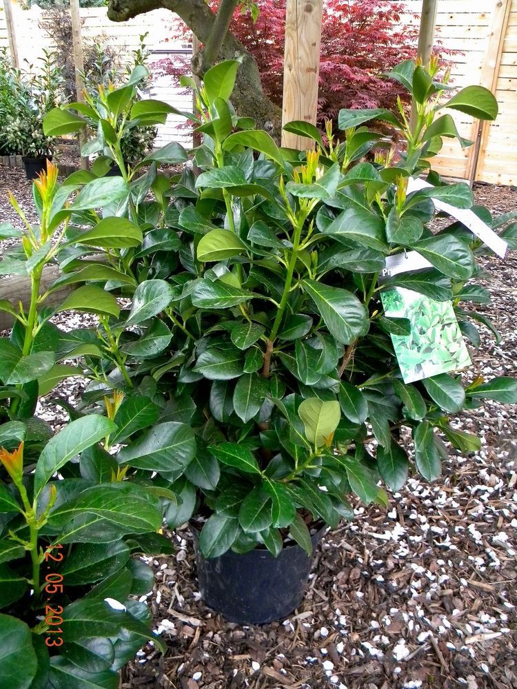 Лавровишня лекарственная Mount Vernon с5 Prunus laurocerasus Mount ...