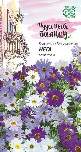 Брахикома иберисолистная Маргарита, семена Гавриш Чудесный балкон 0,02г