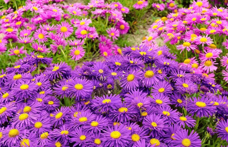 Альпийская астра многолетняя