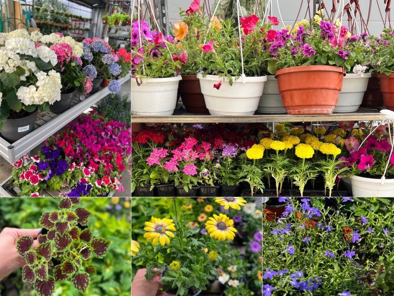 Цветущая рассада для летних клумб и балконов.