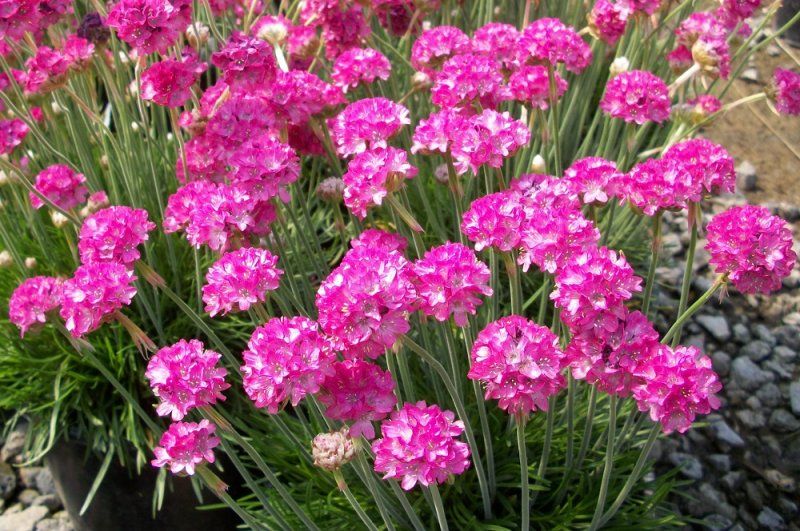 Цветок армерия: посадка и уход в открытом грунте, выращивание из семян