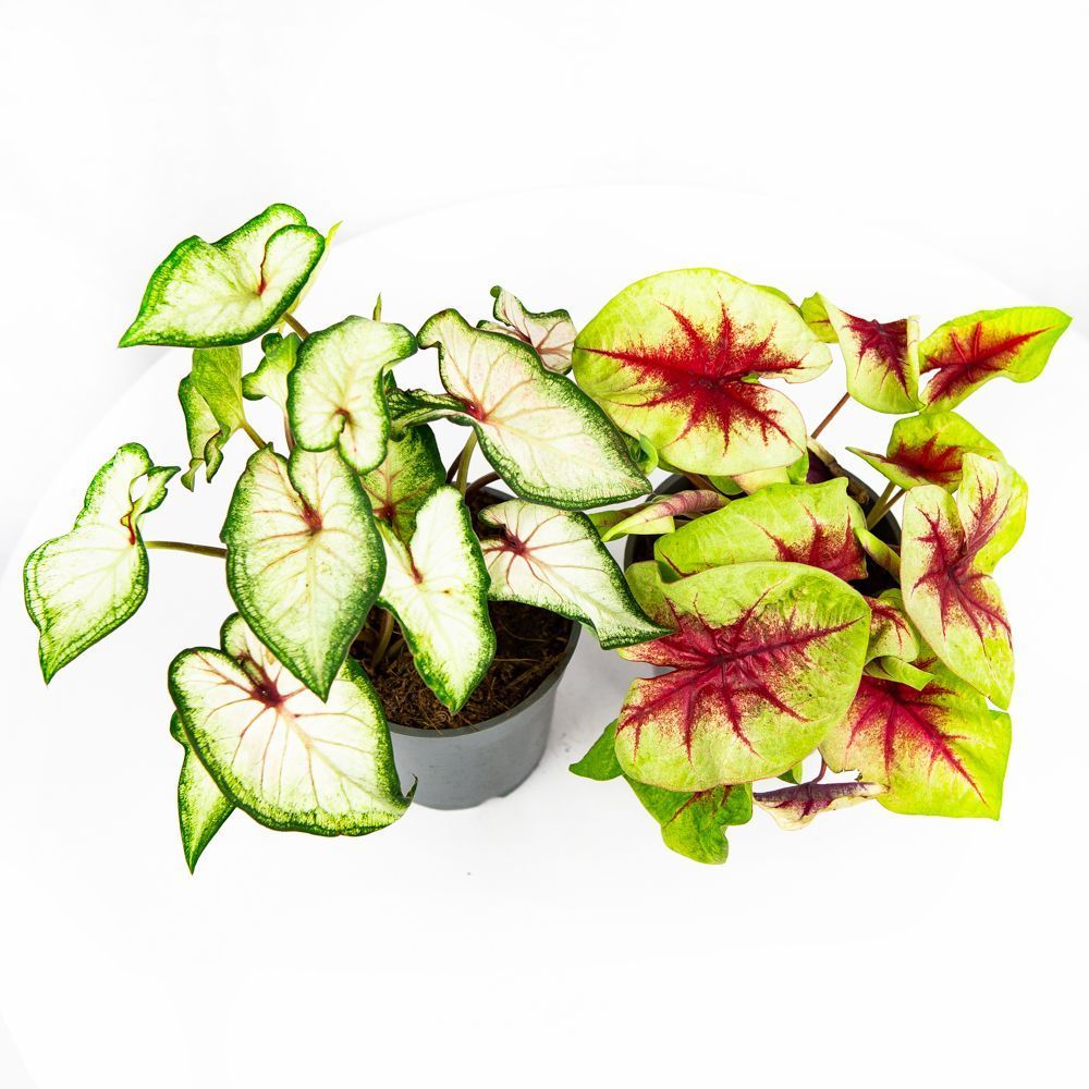 Каладиум микс Caladium mix 30/12 — комнатное растение купить в интернет ...
