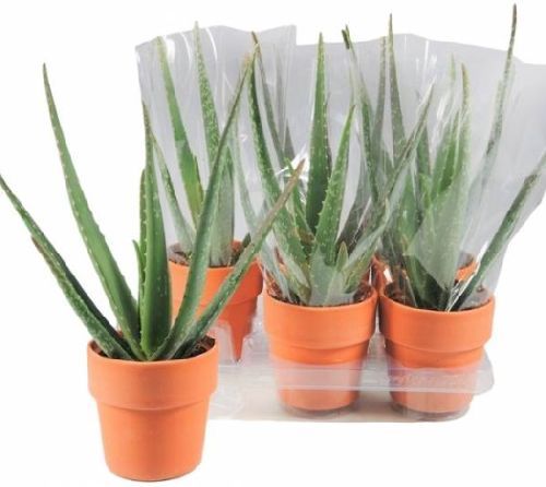 Алоэ настоящее Aloe vera 35/12 — комнатное растение купить в интернет ...
