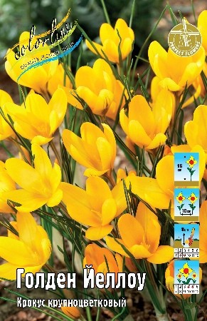 Крокус Голден Йеллоу Crocus Golden Yellow 7/8 10шт, капер, Колорлайн