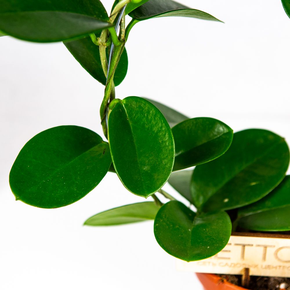 Хойя южная микс Hoya australis mix 45/12 — комнатное растение