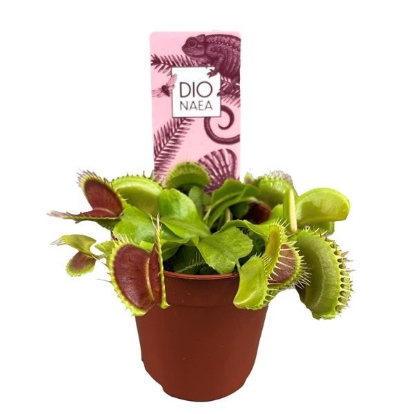 Венерина мухоловка Dionaea muscipula 18/5,5 — комнатное растение купить ...
