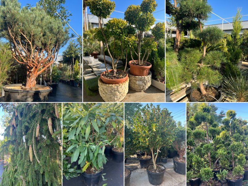 Новые растения поступили в наши садовые центры!